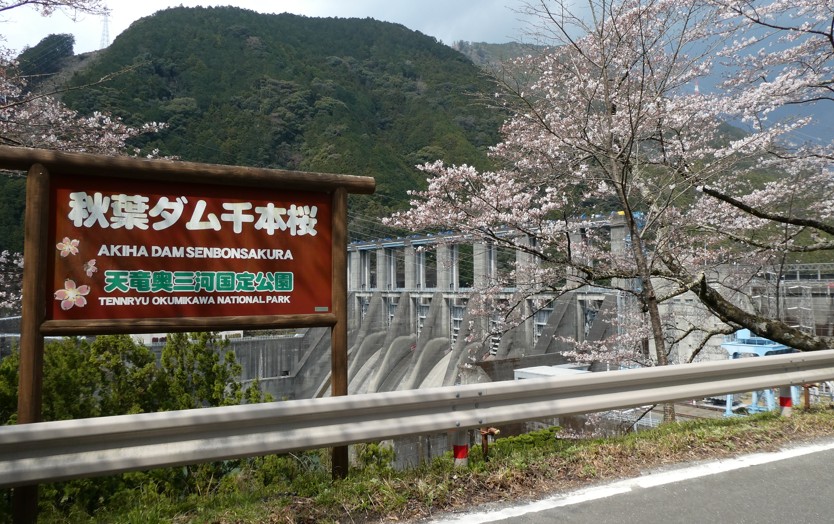 桜の季節に貸別荘ゆずの木に宿泊すると秋葉ダム千本桜が楽しめる