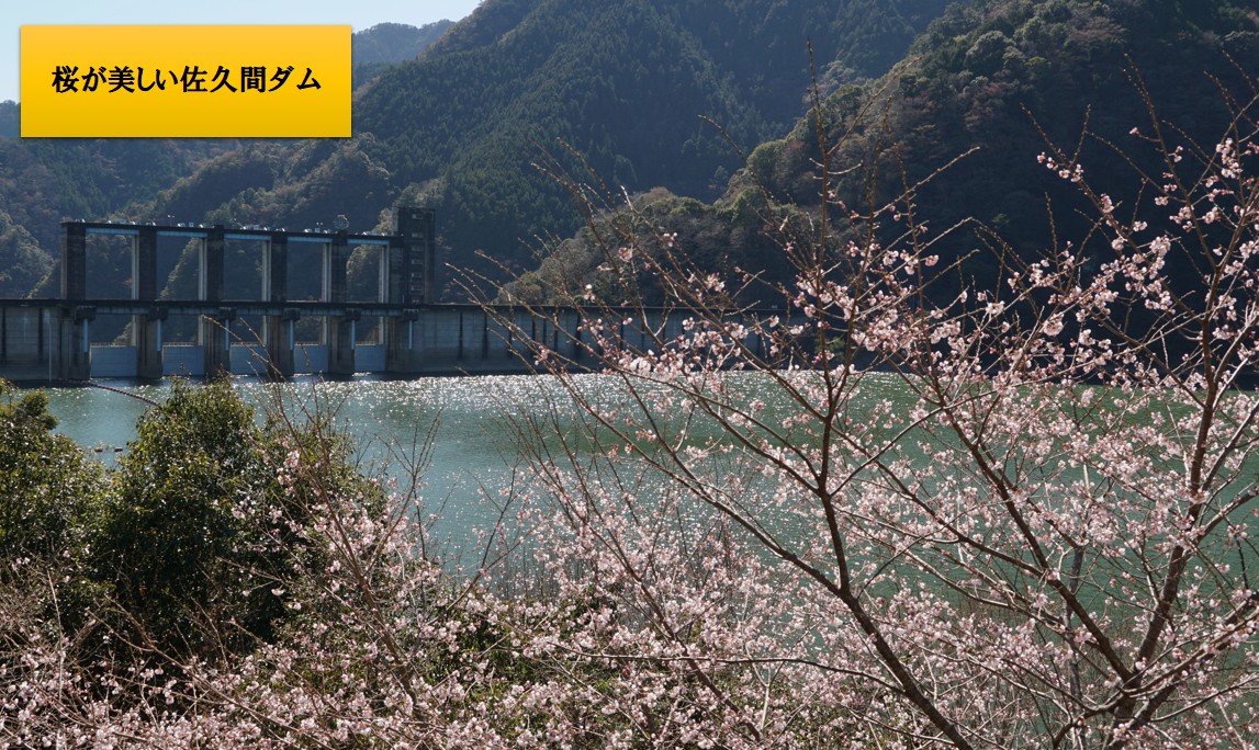 貸別荘ゆずの木に宿泊した帰りに撮影した桜が映える佐久間ダム