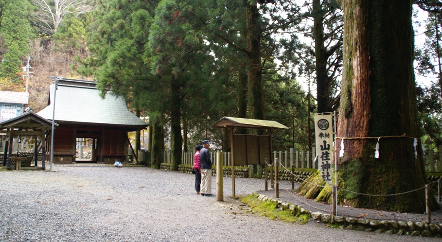 貸別荘ゆずの木に宿泊した際に訪れたい水窪のパワースポット　山住神社。県指定天然記念物の杉の大木は壮観